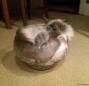 cat is liquid x3.jpg cat is liquid x3.jpg