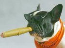dog smoiking.jpg dog smoiking.jpg