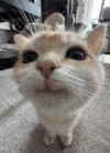 happy-cat-silly-cat.gif