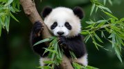 adorable-baby-panda-cub-eating-bamboo-on-a-tree-branch-in-a-lush-green-forest-habitat-photo.jpg