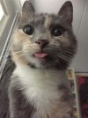 kitty.jpg