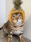 1792676820708.png