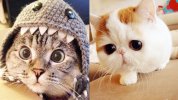 CuteCat.jpg