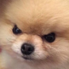 angrydoggo.png