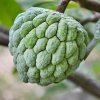 custardapplegreen.jpg