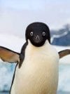 penguin.jpg