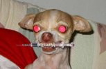 dog.jpg