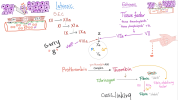 The Coagulation Cascade _ Most COMPREHENSIVE Explanation 18-38 screenshot.png
