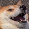 happy-doggo-57b1df2fb27db.jpeg happy-doggo-57b1df2fb27db.jpeg
