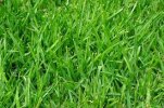 GRASS.jpg