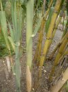 Arundo_donax_3.jpg