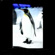 PenguinLover1