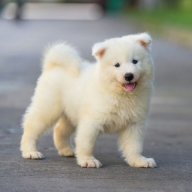 Cuteeee_Dogi