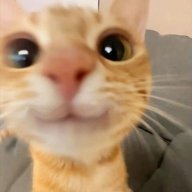 imcattooo