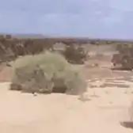 hamzawy09