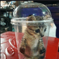 IcedCream