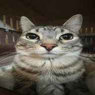 Doogier