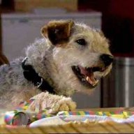 Terrythegooddog