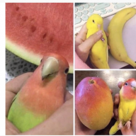 Quackify