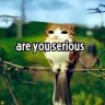 Itz_orestis