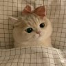 BabyCrystal