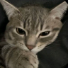 Lazo